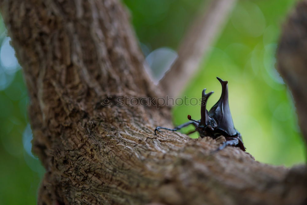 Similar – Image, Stock Photo caterpillar insatiable