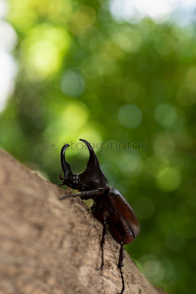 Similar – Madagascar roach Animal