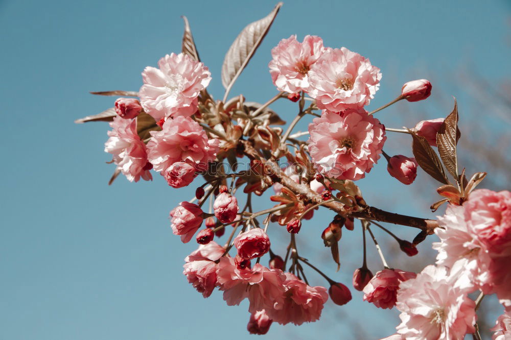 Similar – Image, Stock Photo resistance Spring Blossom