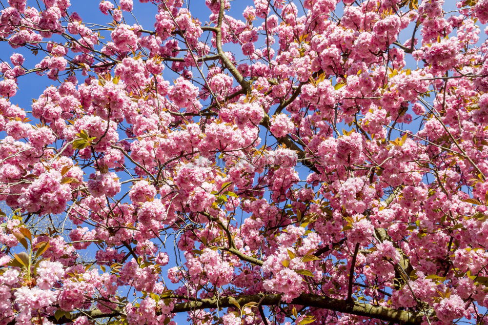 Similar – Foto Bild Rosa Blätter Blatt rosa