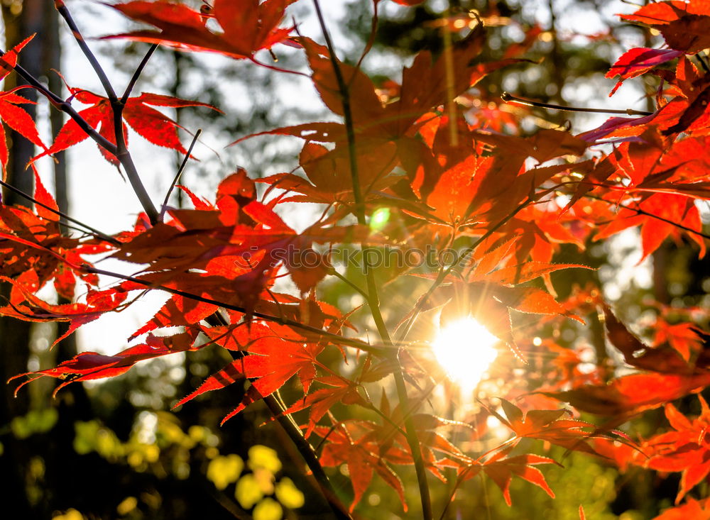 Similar – Image, Stock Photo spring festival