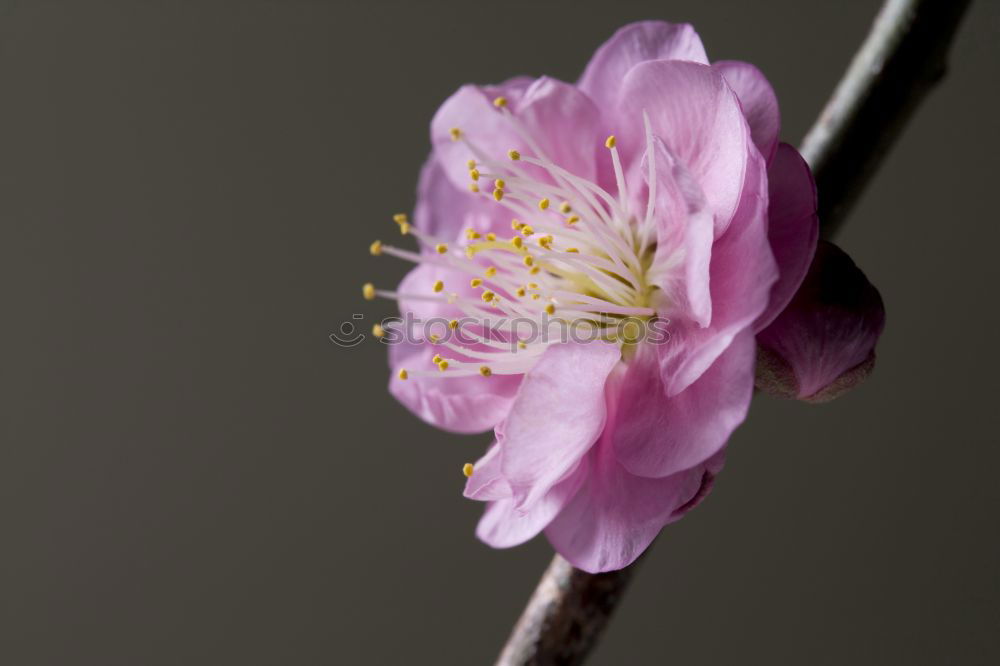 Similar – Image, Stock Photo cherry blossom 3 Elegant