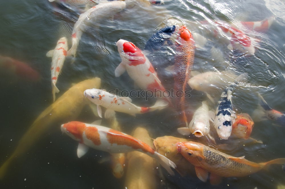 Similar – Image, Stock Photo food jogging Animal Water