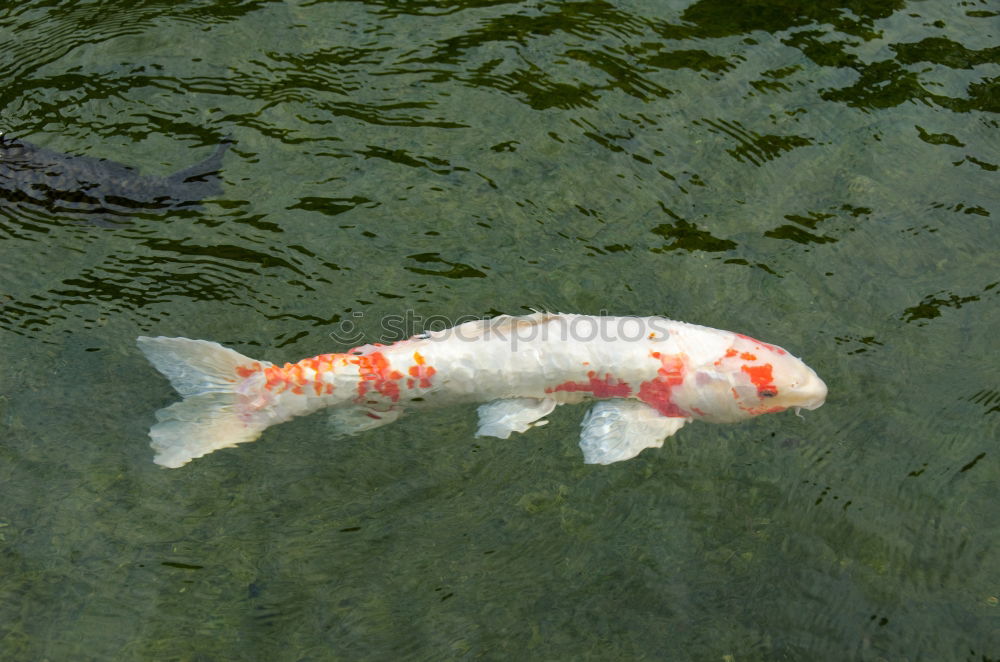 Similar – Foto Bild Ausgeblickt Angeln Wiese