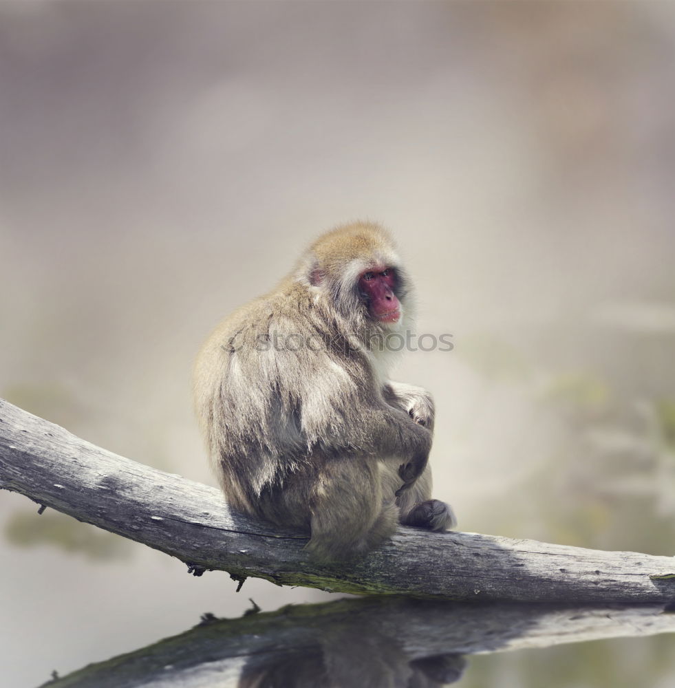 Similar – Image, Stock Photo Enjoy the sun Fruit Banana