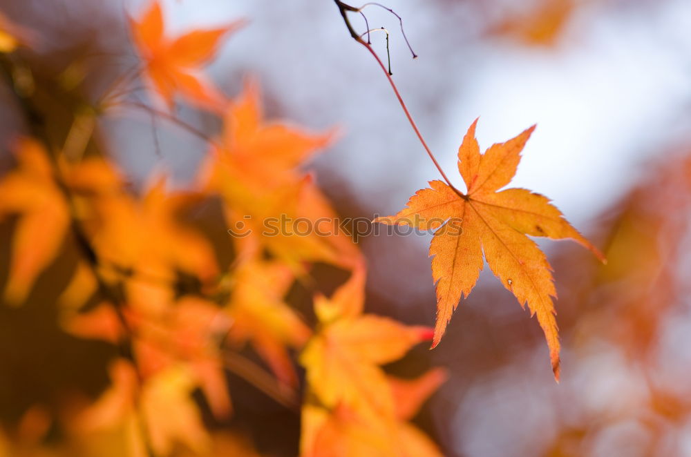 Similar – Image, Stock Photo red oak leaf autumn tinting