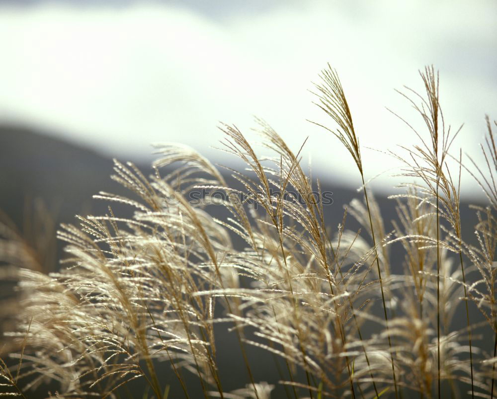 Similar – coastline Grass Coast