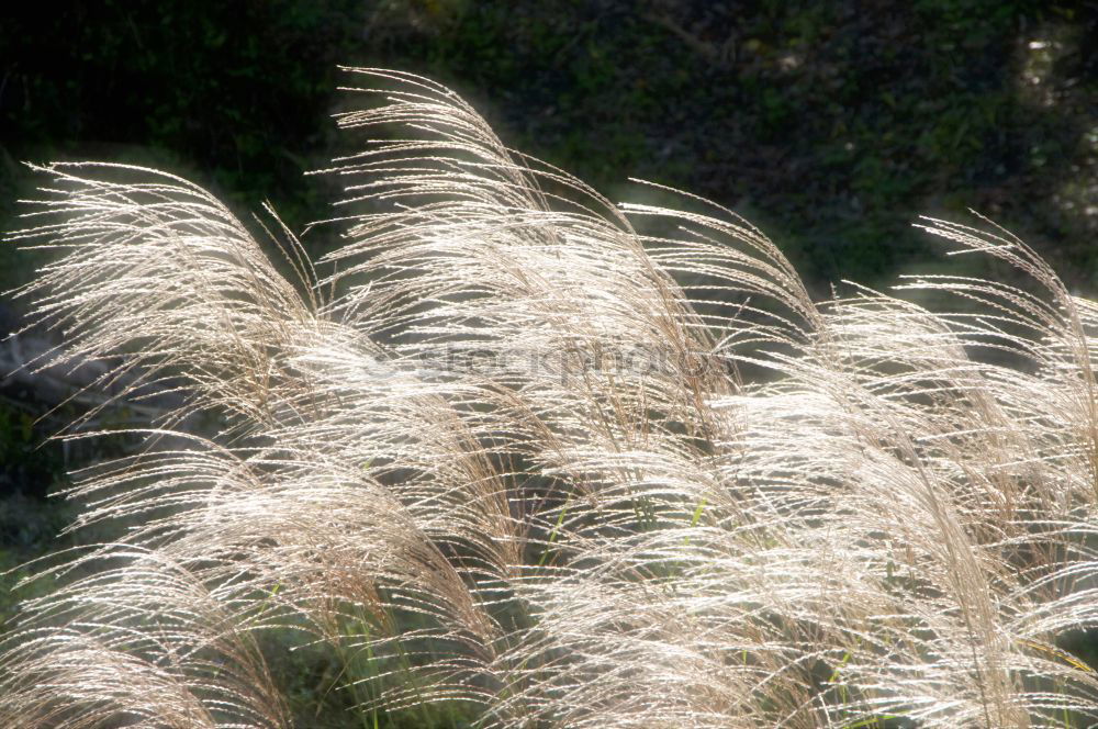 Similar – Image, Stock Photo Reed in the wind Ocean