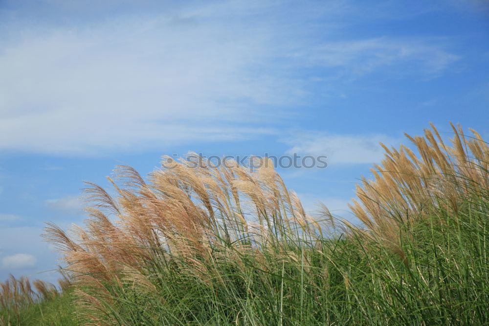 Similar – Image, Stock Photo Reed in the wind Ocean