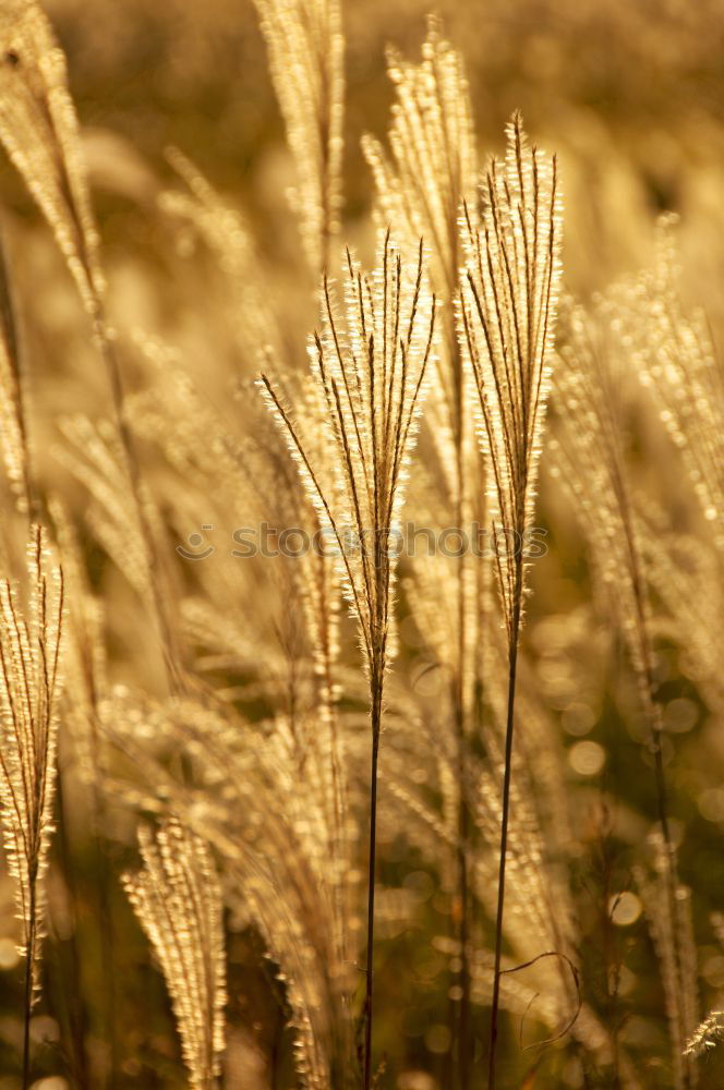 Similar – Dünengras Gras Strand See