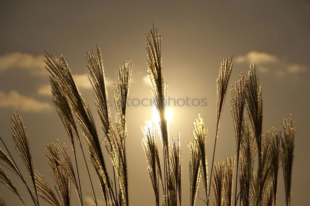 Similar – grass Grass Lake Light