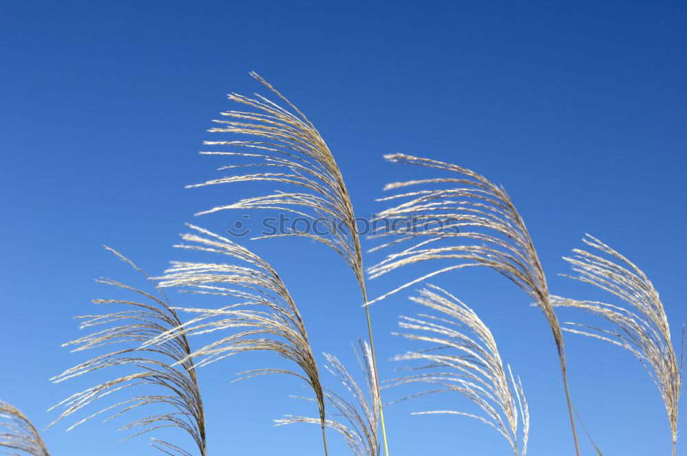 Similar – Gräser Gras Sommer grün