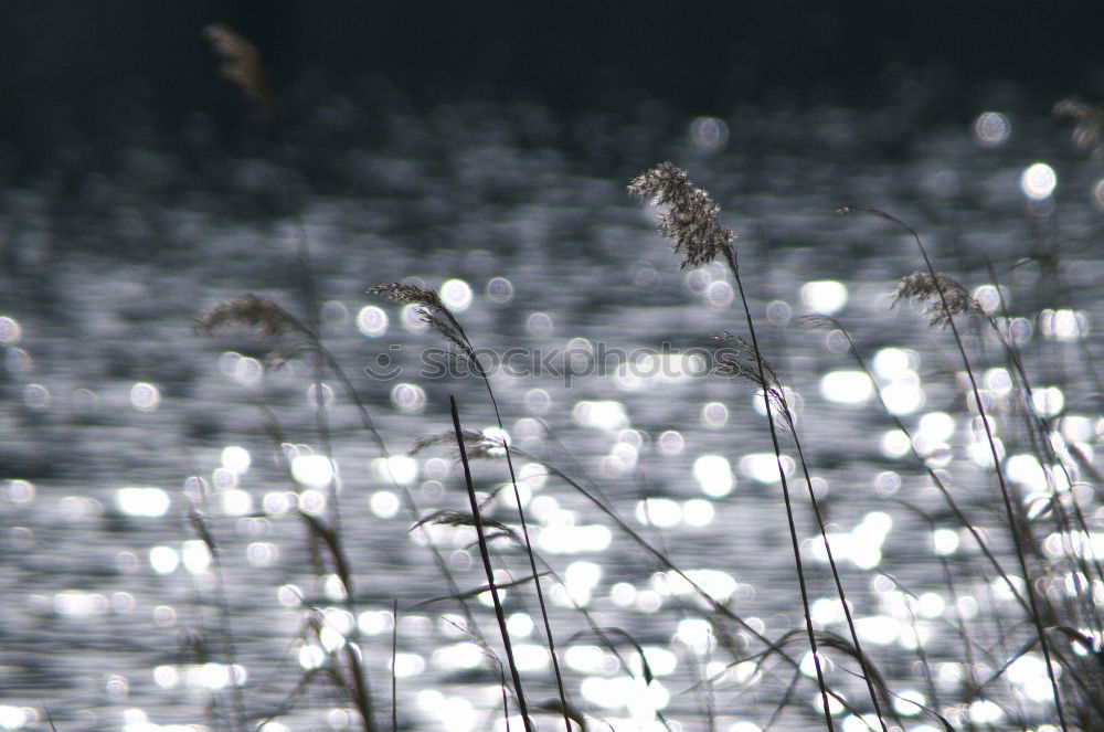 Similar – Kamehame-Ha Natur Sonne