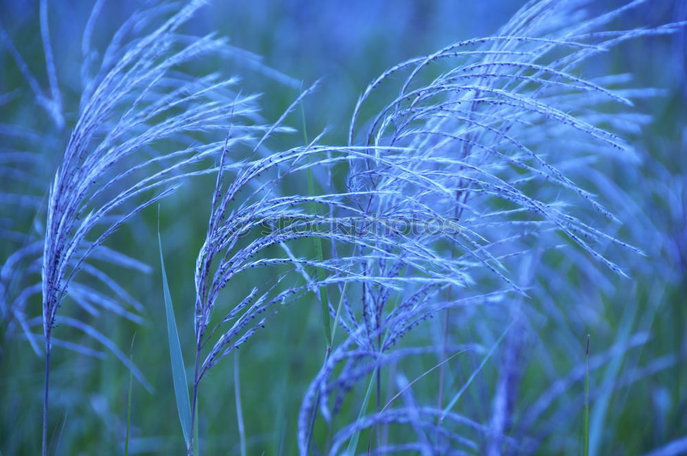 Foto Bild Wiesenglück Halm Gras