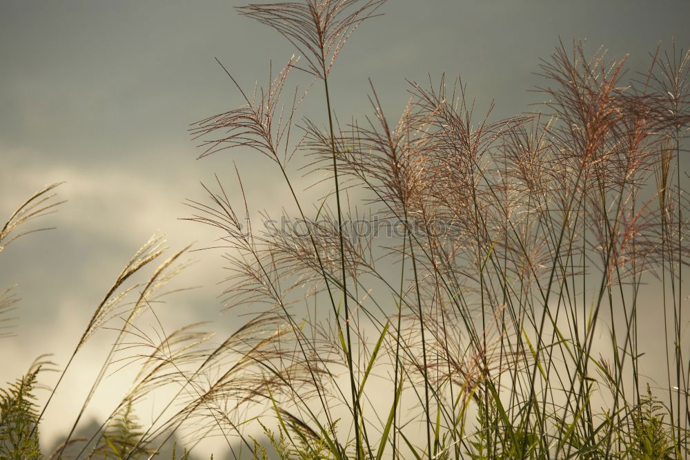 Similar – Gräser Natur Pflanze Gras