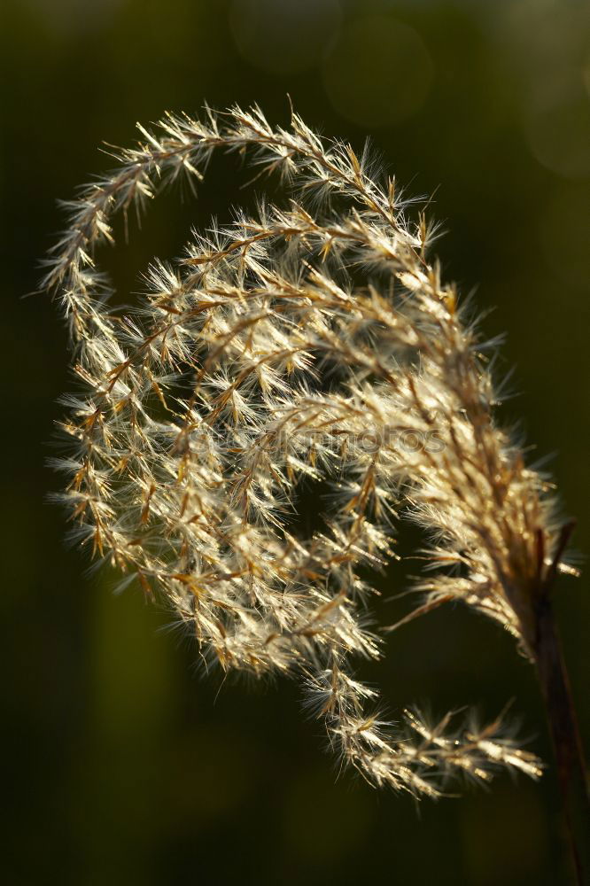 Similar – Image, Stock Photo Aegopodium Blossom Plant