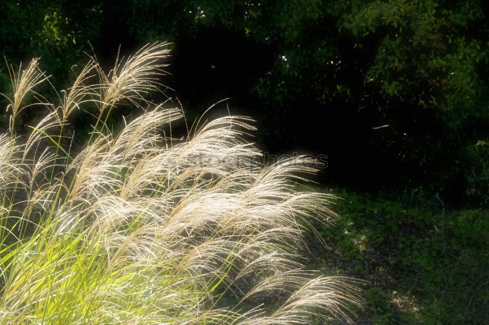 Similar – Dünengras Gras Strand See