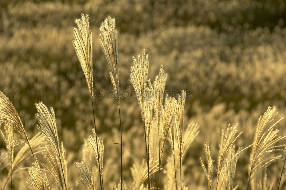 Similar – Getreidefeld Feld Weizen