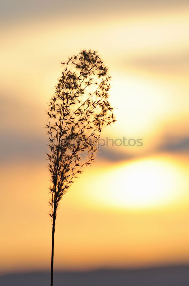 Similar – Image, Stock Photo Cabo de Gata Spain