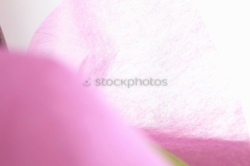 Similar – pink lilly Plant