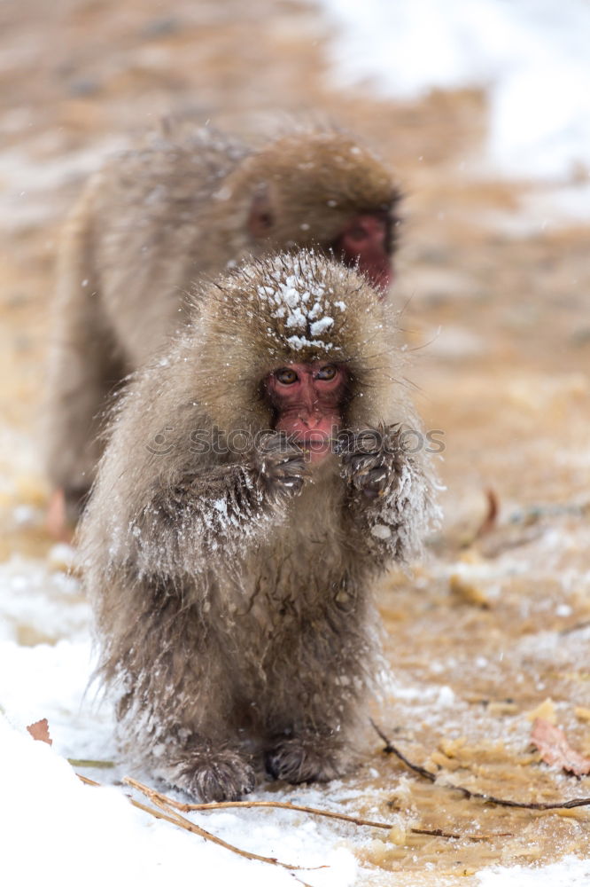 Similar – Bagizo Winter Snow Animal