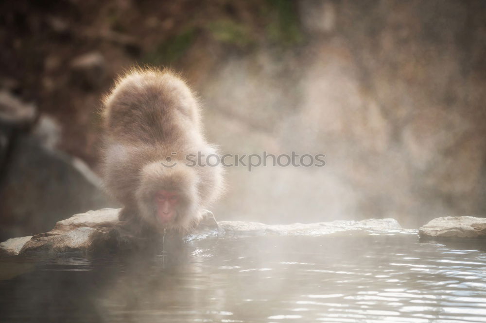 Image, Stock Photo coot babies Water Park