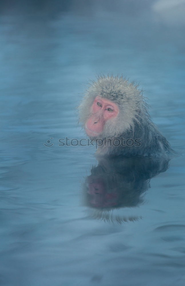 Similar – Image, Stock Photo polar bear Polar Bear