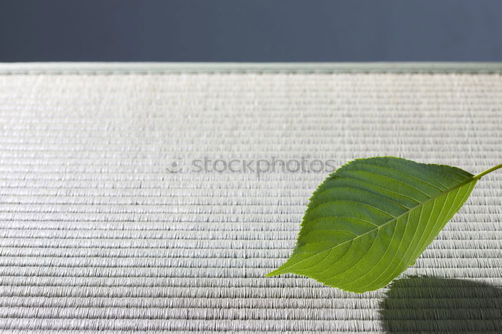 Similar – Foto Bild Expansionsdrang Pflanze
