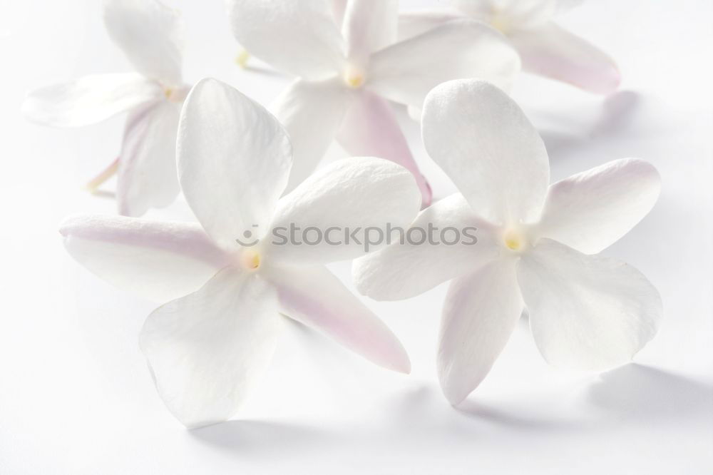 Similar – Image, Stock Photo White Orchid Lifestyle