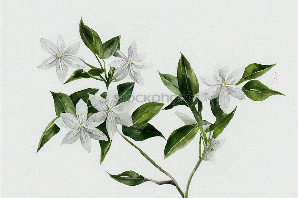 Similar – Image, Stock Photo Caper; Capparis; spinosa