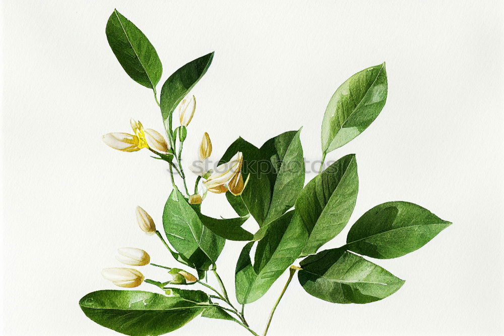 Similar – Image, Stock Photo Caper; Capparis; spinosa