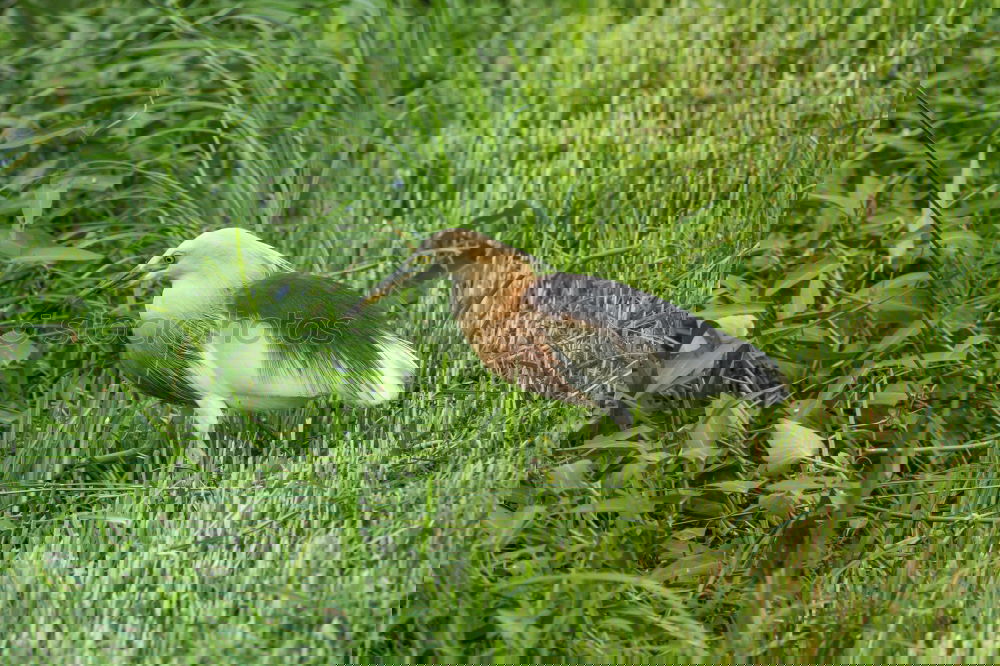 Similar – Foto Bild Siesta Umwelt Natur