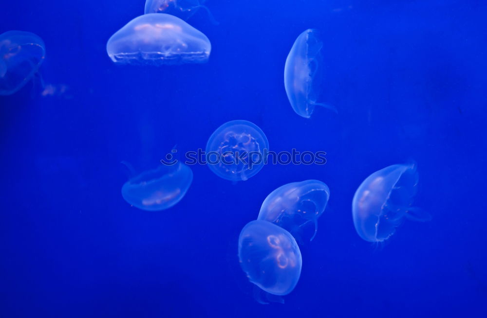 Image, Stock Photo Jellyfish Family Aquarium