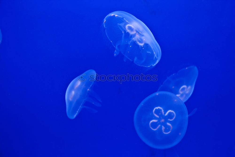 Similar – Image, Stock Photo Jellyfish Family Aquarium