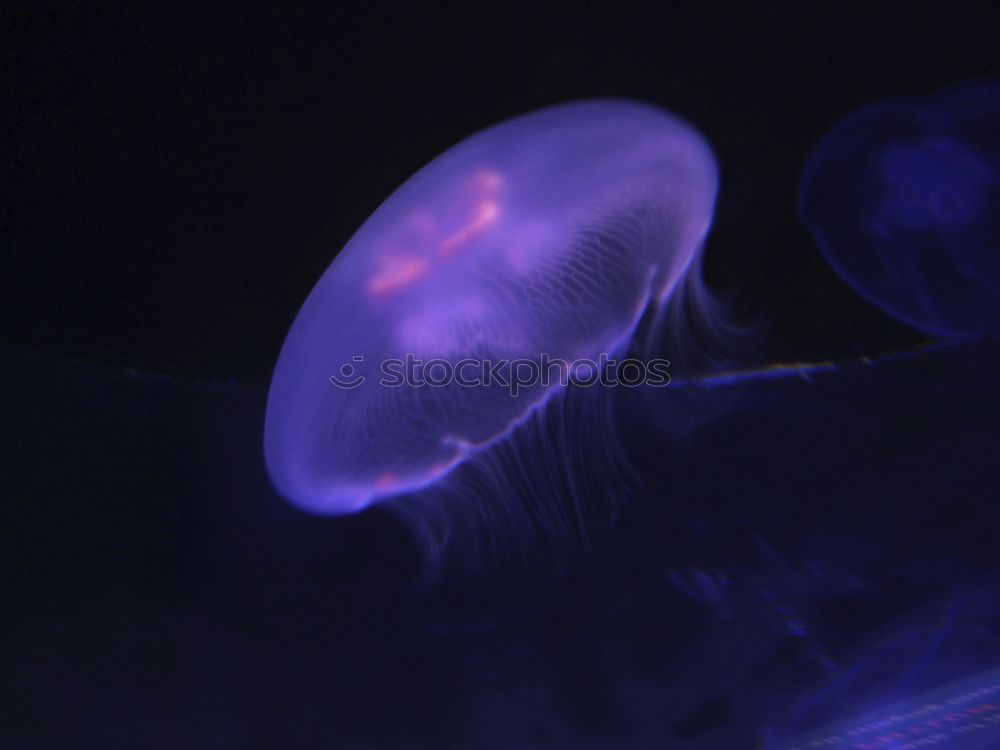 Similar – Image, Stock Photo Floating Jellyfish