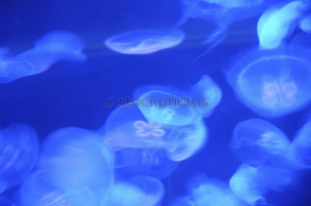 Similar – Image, Stock Photo Jellyfish Family Aquarium