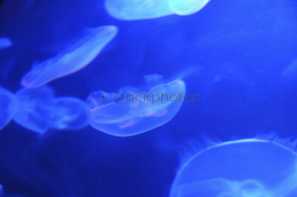 Similar – Image, Stock Photo Jellyfish Family Aquarium