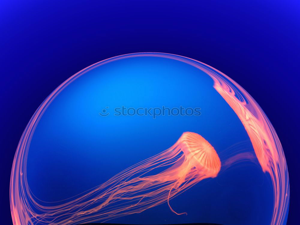 Similar – jellyfish Jellyfish