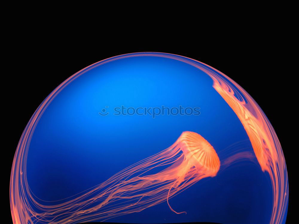 Similar – Image, Stock Photo Blue jellyfish in water