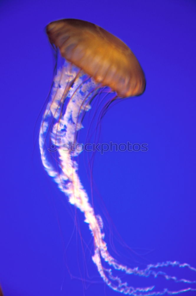 Similar – Image, Stock Photo Foreign World 3 Jellyfish