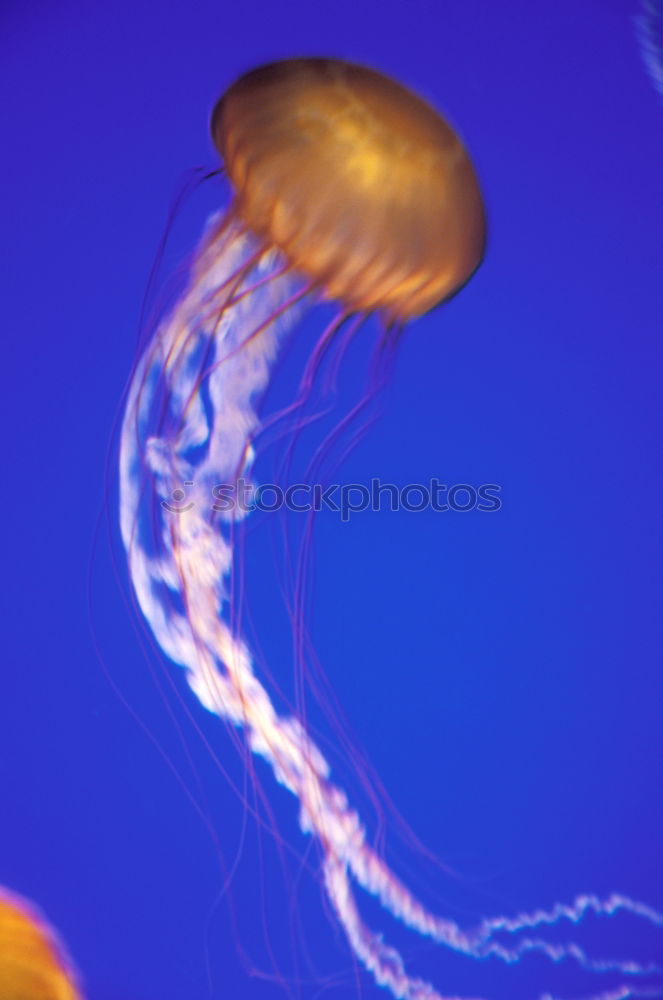 Image, Stock Photo Foreign World 3 Jellyfish