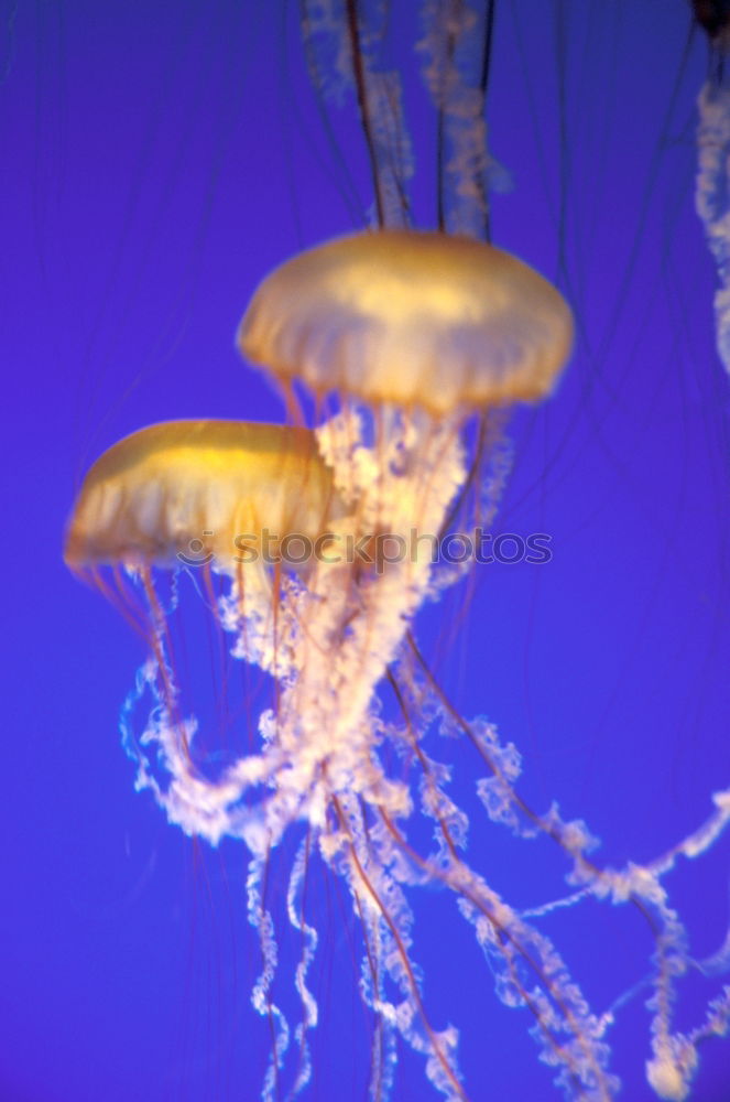 Similar – Image, Stock Photo Foreign World 3 Jellyfish