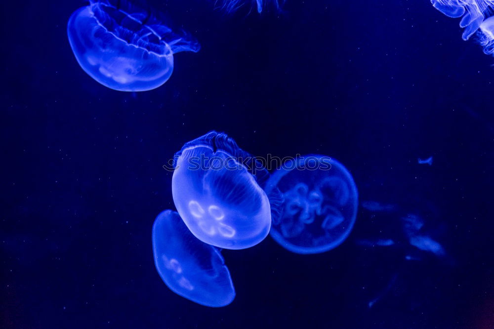 Similar – blue jellyfish Aquarium