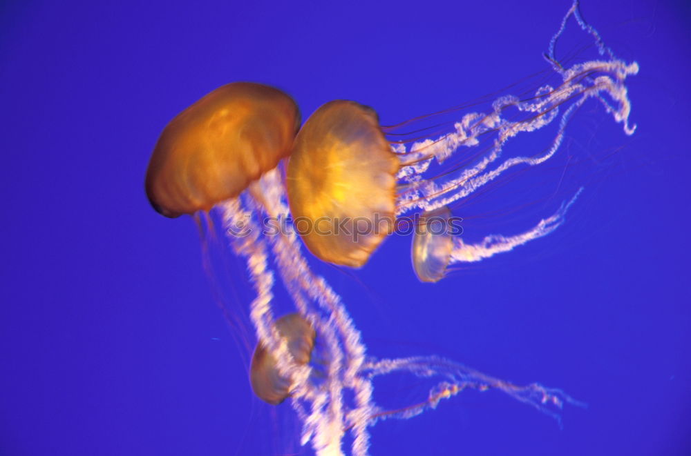 blue jellyfish Aquarium