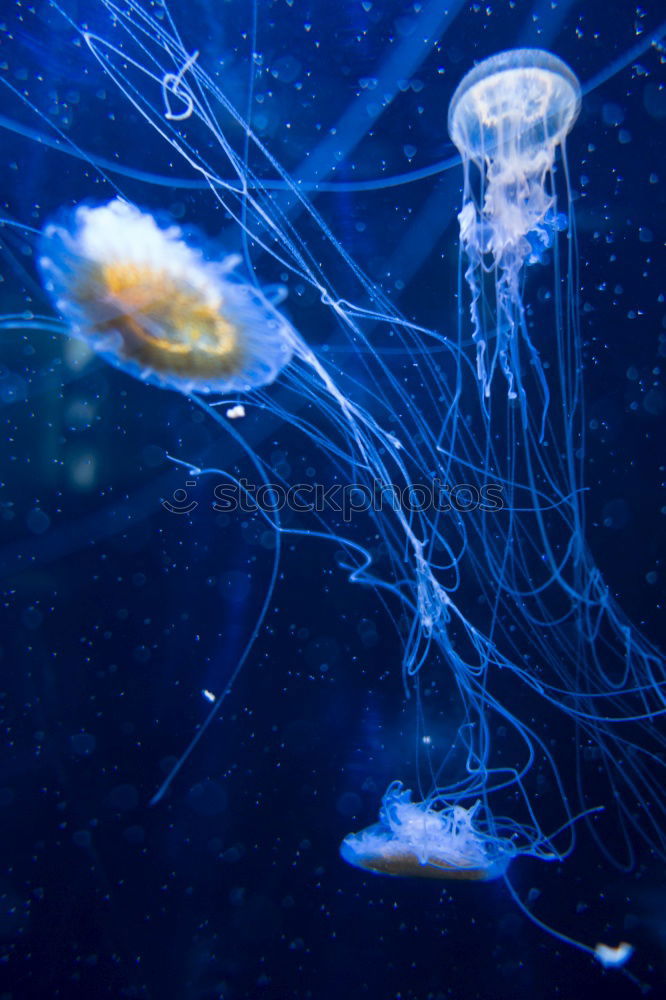 Similar – Jellyfish photo three