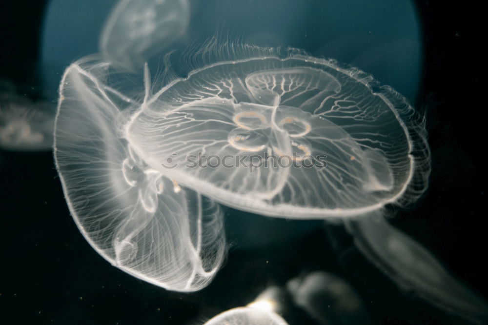 Similar – Jellyfish II Animal