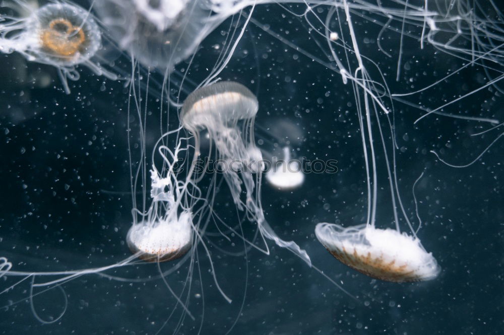 Similar – Image, Stock Photo Underwater picture of mosquito larvae in different stages of development. To make it more interesting the picture was turned upside down.