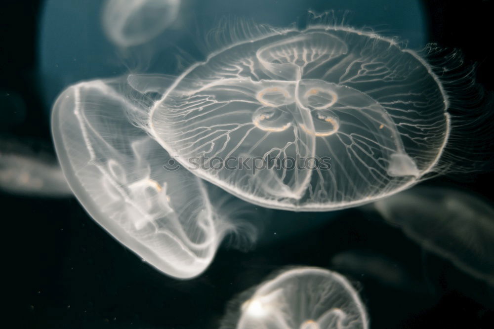 Similar – Jellyfish II Animal