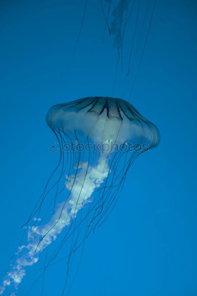 Similar – Image, Stock Photo Foreign World 3 Jellyfish