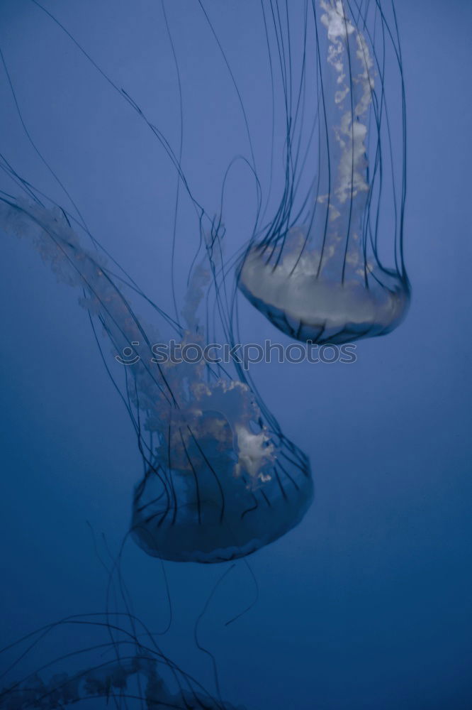 Similar – Image, Stock Photo Foreign World 3 Jellyfish